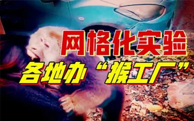 “人猴共孕”胚胎被迫结束，三千“观”升维关键-蕉爷VIP内参